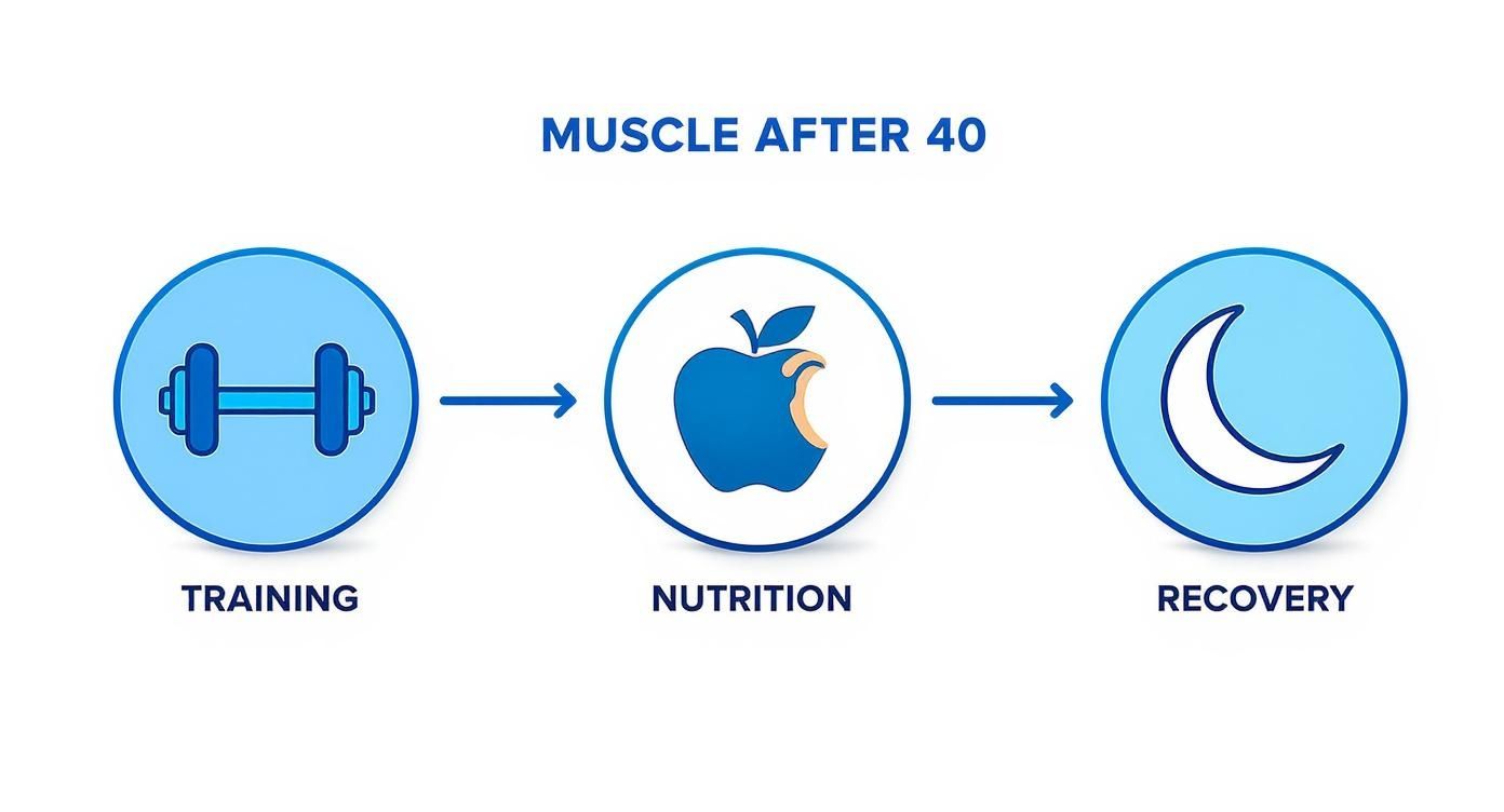 Infographic displaying a muscle-building strategy after 40, highlighting training, nutrition, and recovery.