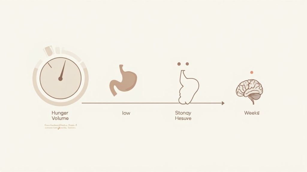 An infographic illustrates the progression of hunger, showing a volume dial, stomach, and brain over time.