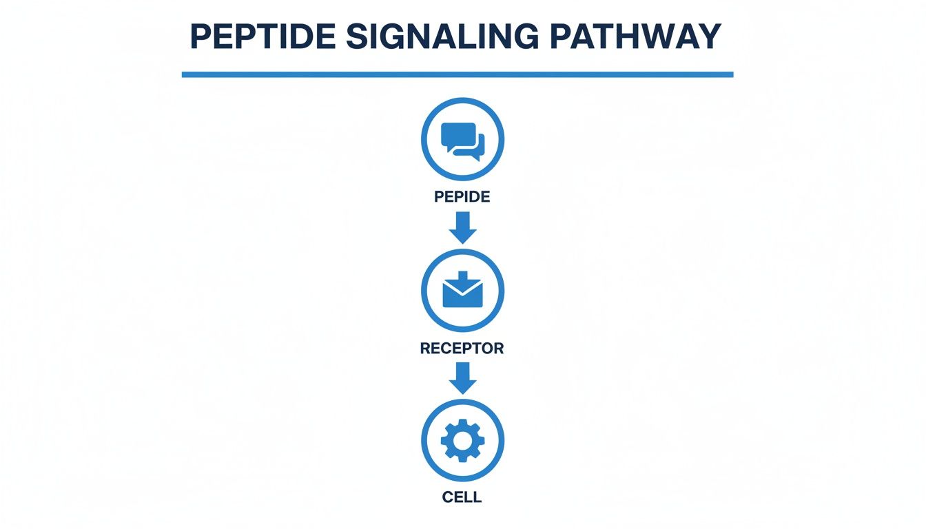 Diagram illustrating the peptide signaling pathway with icons for peptide, receptor, and cell.