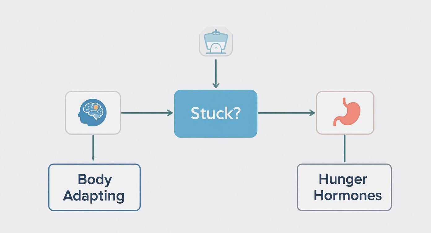 Flowchart illustrating factors causing a 'Stuck?' feeling, like body adapting and hunger hormones.
