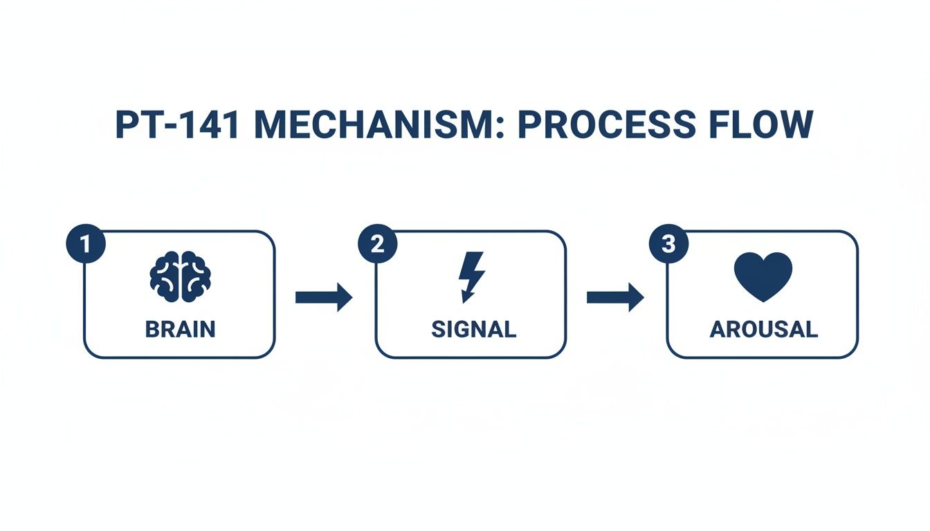 A diagram illustrates the PT-141 mechanism process flow from brain to signal to arousal with icons.