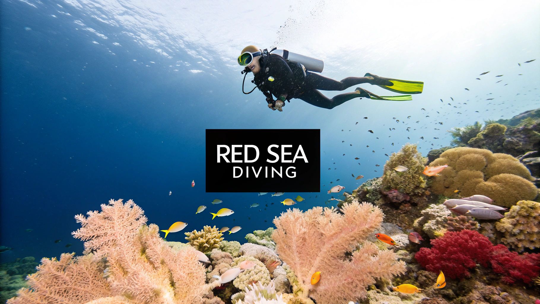 Your Essential Guide to Diving in the Red Sea