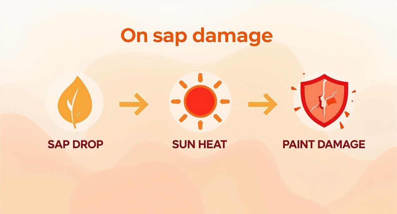 Infographic about how to remove sap from car