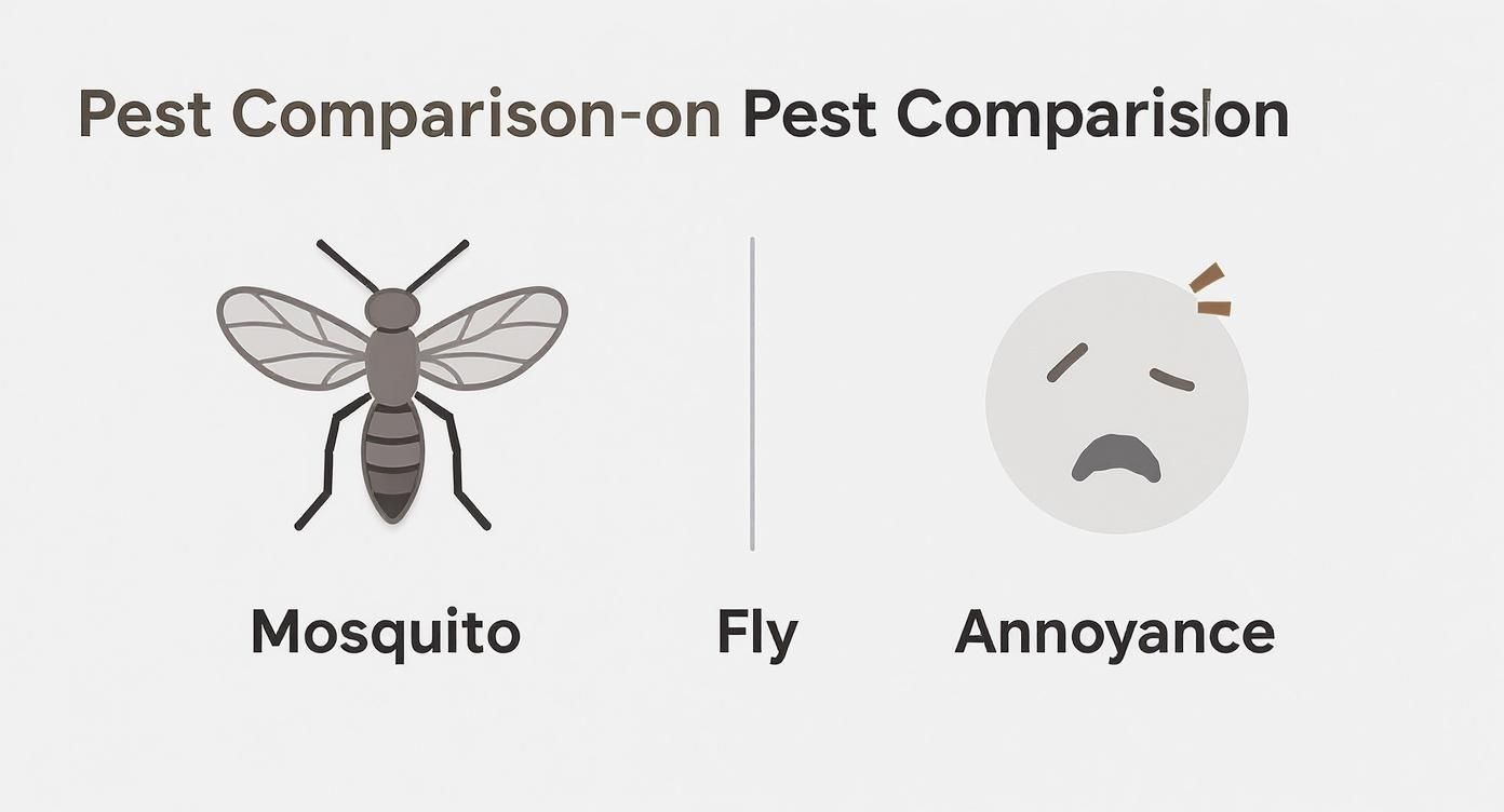 Infographic about mosquito and fly