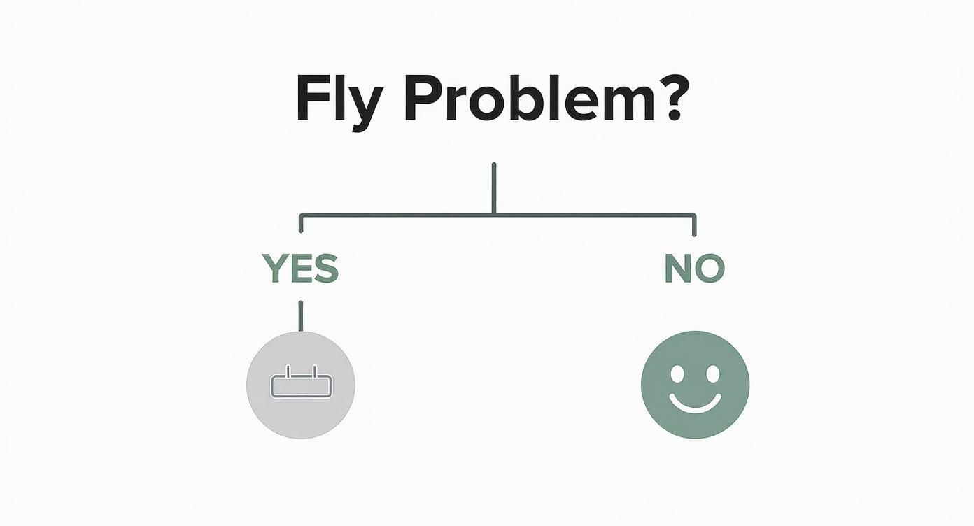 Infographic about fly repeller plug in