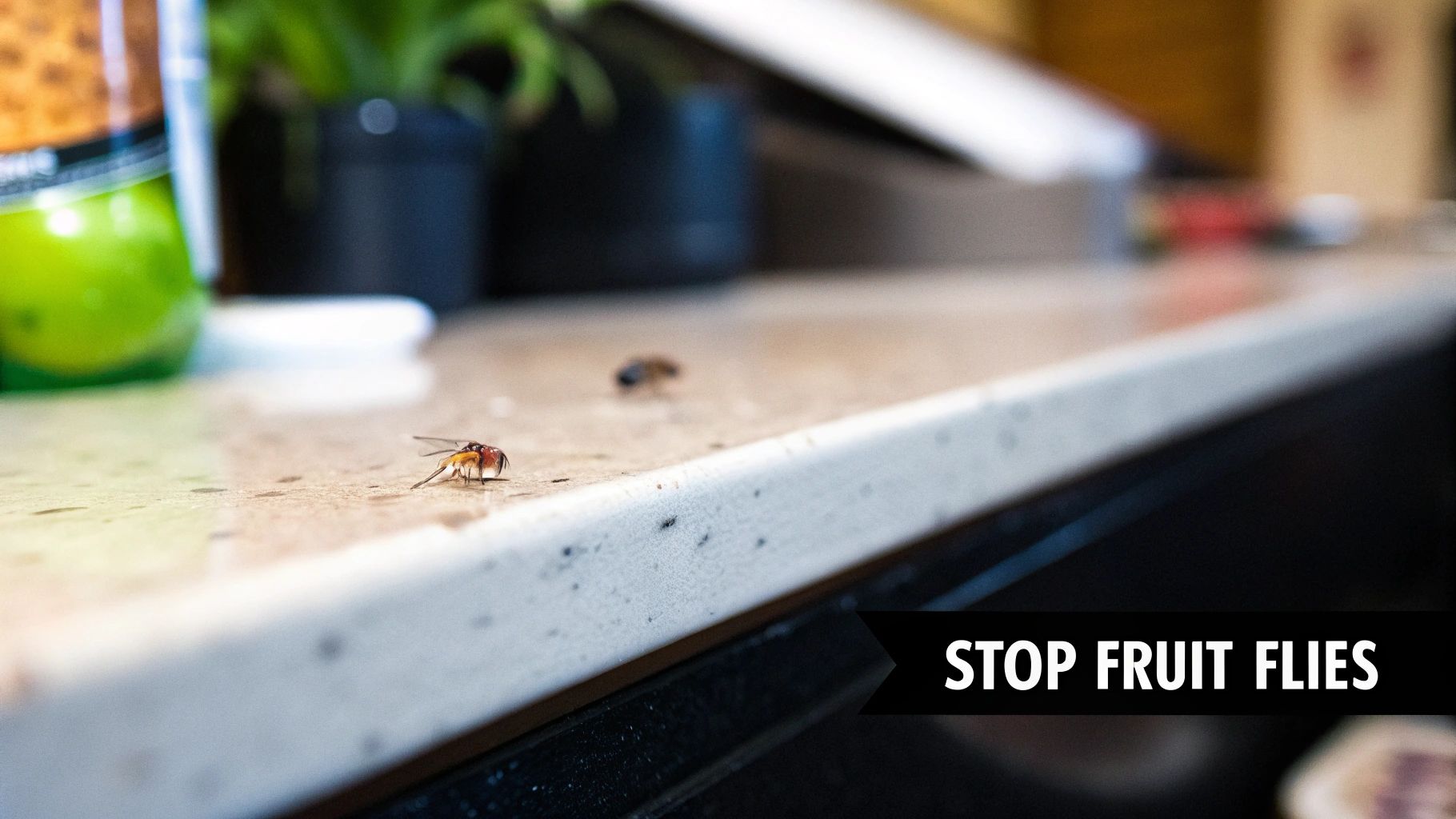 Two fruit flies on a light-colored kitchen counter, with a green bottle blurred in the background.