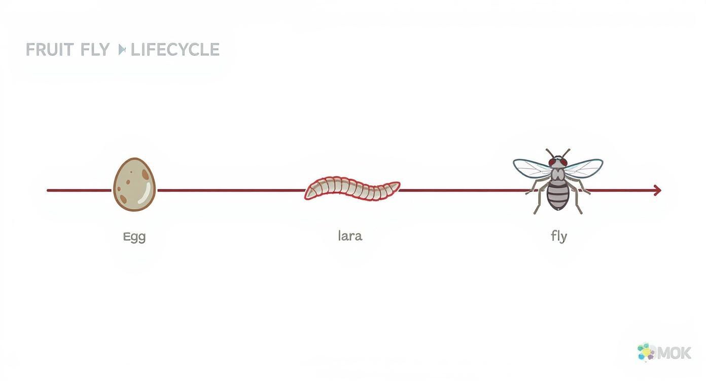 Infographic about eliminate fruit flies