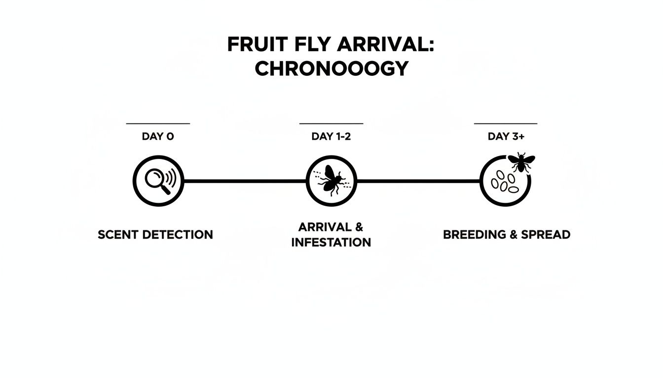 A timeline diagram shows the stages of fruit fly arrival: scent detection, arrival, infestation, breeding, and spread.