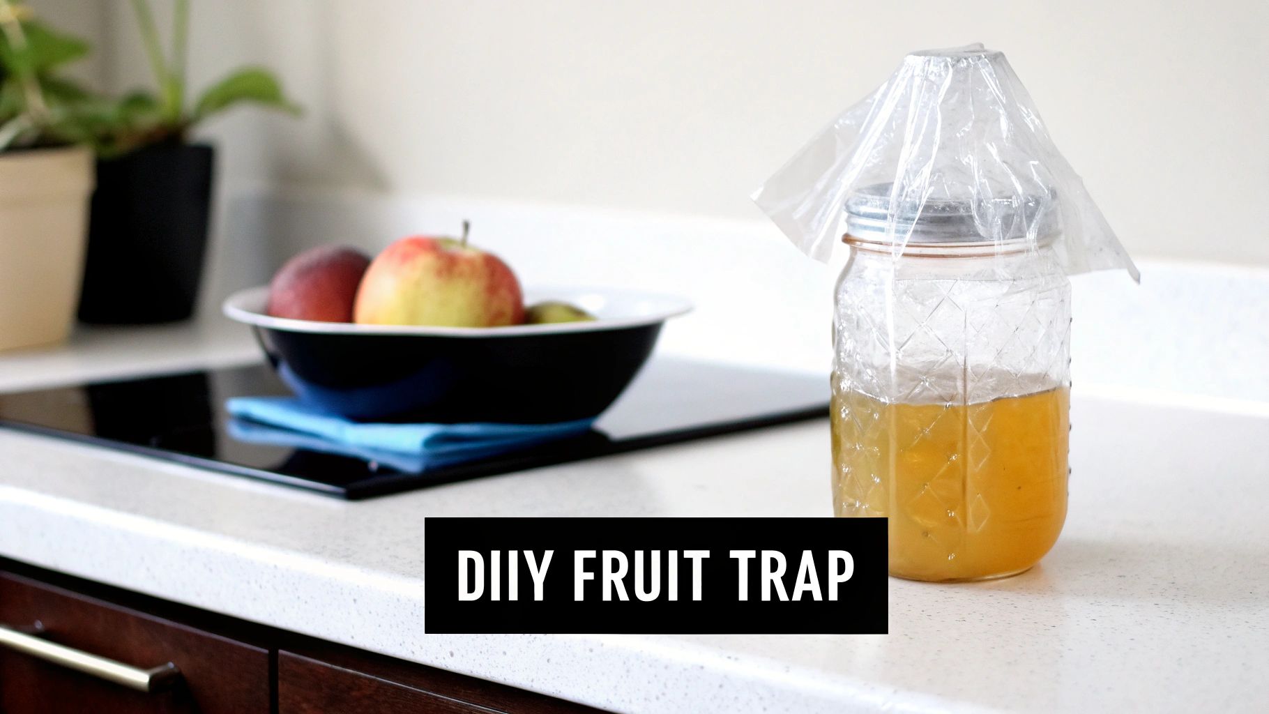 A homemade fruit fly trap made from a jar and plastic bag on a kitchen counter, next to a bowl of fresh fruit.