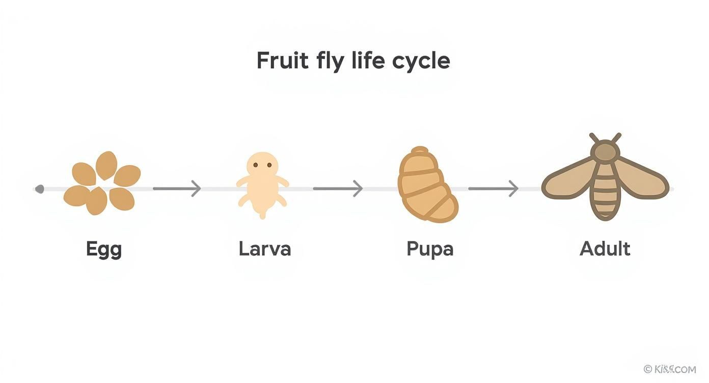 A simple diagram illustrating the four stages of a fruit fly's life cycle: egg, larva, pupa, and adult.