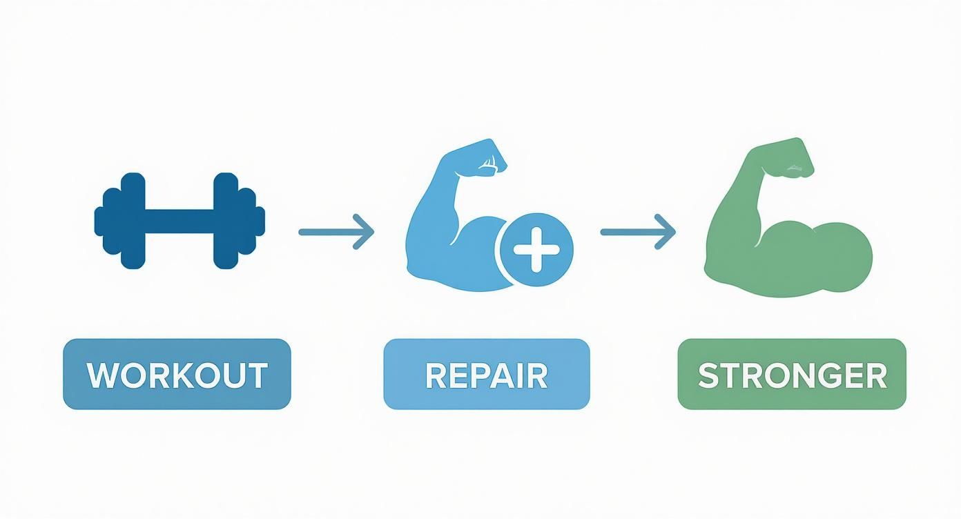 Infographic showing a dumbbell leading to a bicep with a plus sign, then to a stronger bicep, representing workout, repair, and becoming stronger.