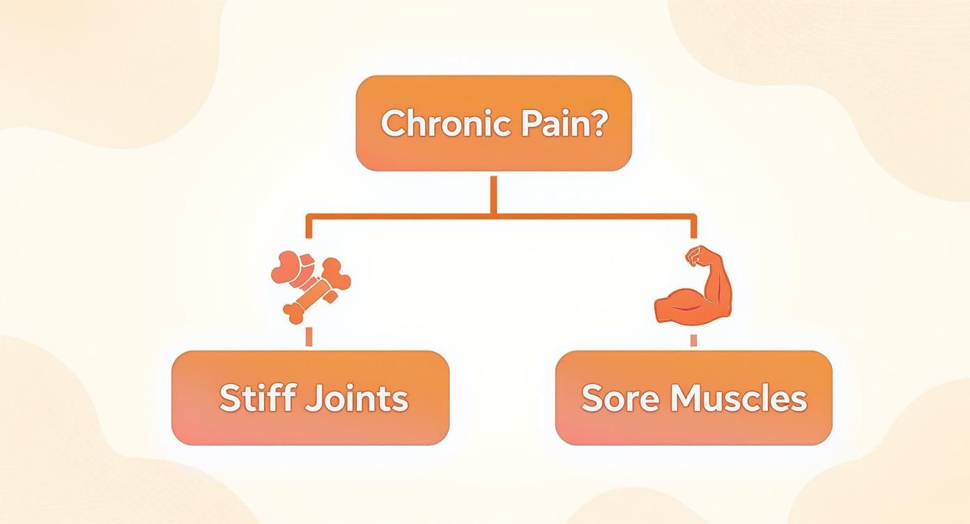 Flowchart showing chronic pain causes: stiff joints with bone icons and sore muscles with a bicep icon.