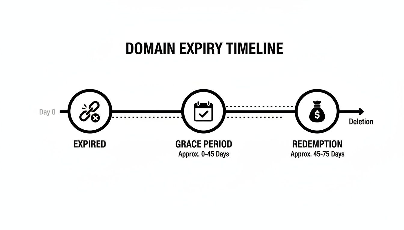 Timeline illustrating the stages of a domain name expiry process, from grace period to redemption.