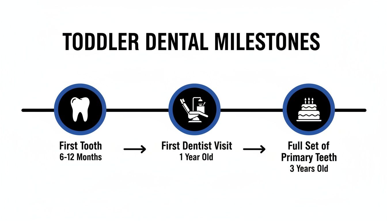 Timeline illustrating toddler dental milestones: first tooth (6-12 months), first dentist visit (1 year), and full primary teeth (3 years).