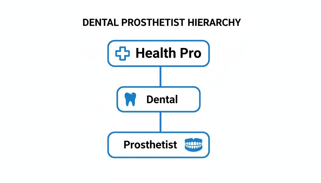 A hierarchical diagram showing Dental Prosthetist is part of Dental, which falls under Health Pro.