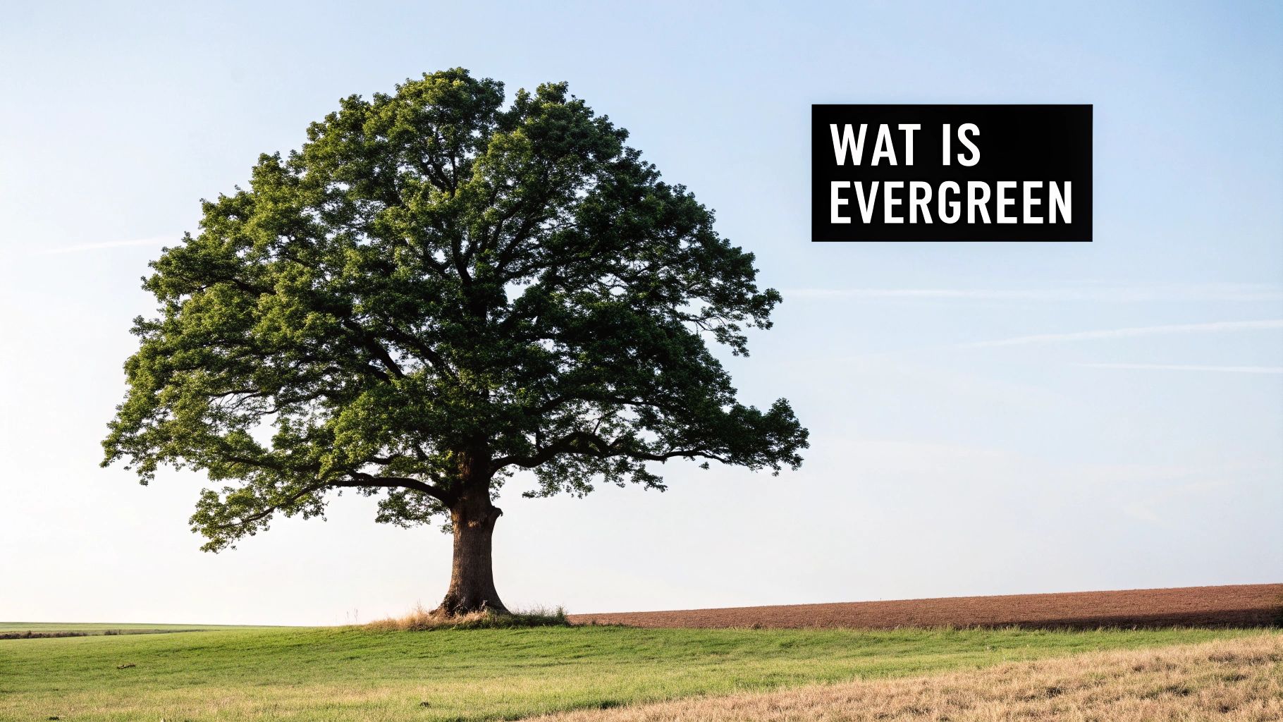 Een stevige eik die elk seizoen groen blijft, als metafoor voor evergreen content.