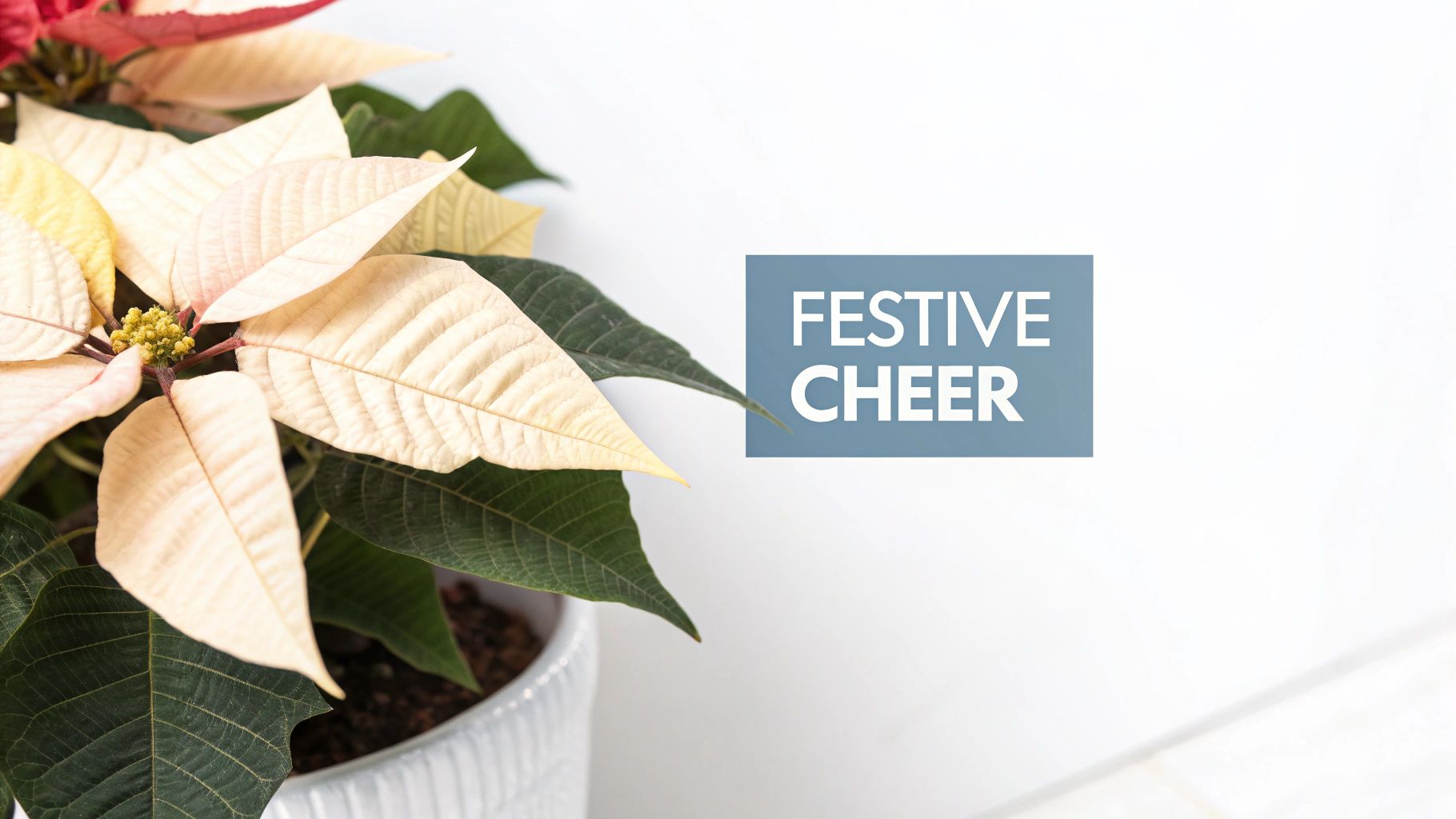 Potted cream and green poinsettia against a white wall with 'Festive Cheer' text.