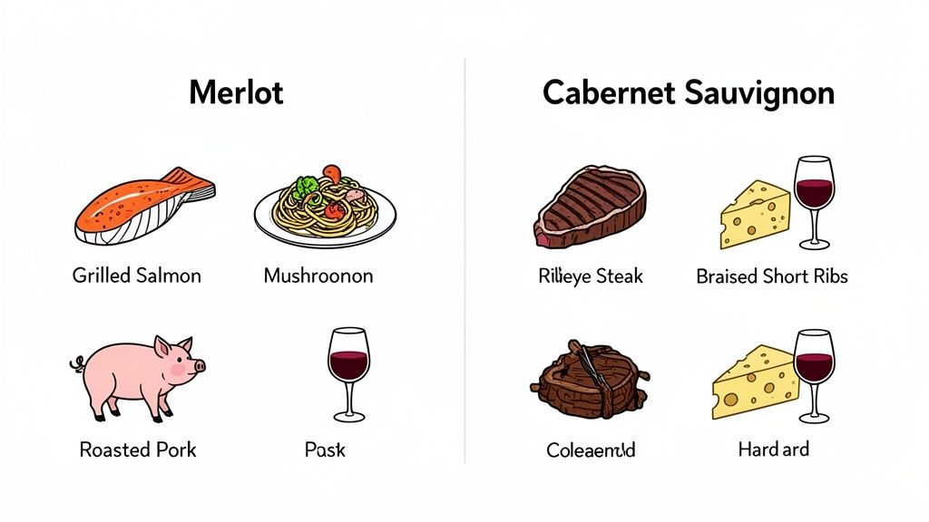 An infographic comparing Merlot and Cabernet Sauvignon wine food pairings, featuring salmon, pasta, pork, steak, and cheese.