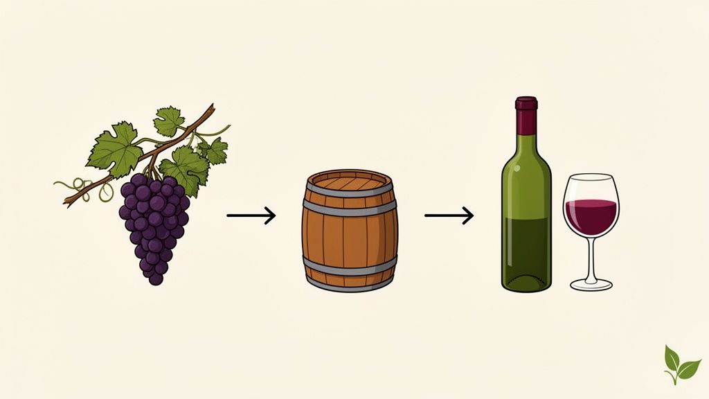 Illustration depicting the process of red wine making, from grapes on a vine to a barrel, then bottled and served in a glass.