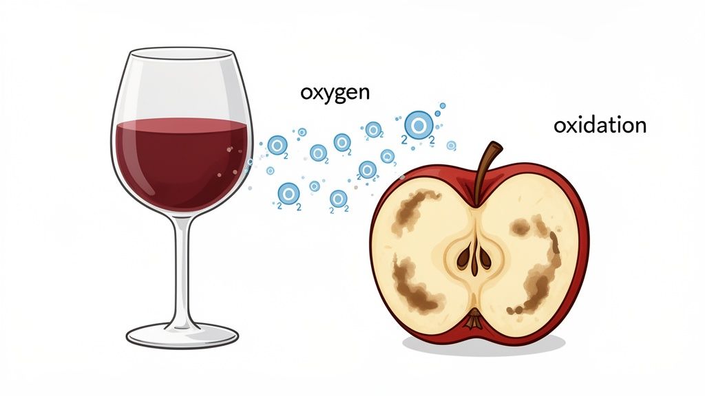 Illustration showing oxygen molecules interacting with red wine and causing browning (oxidation) in a cut apple.