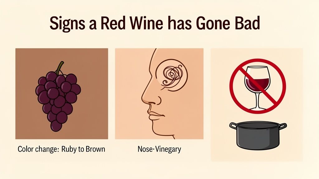 Illustration of three signs red wine has gone bad: color change, vinegary smell, and not for drinking.