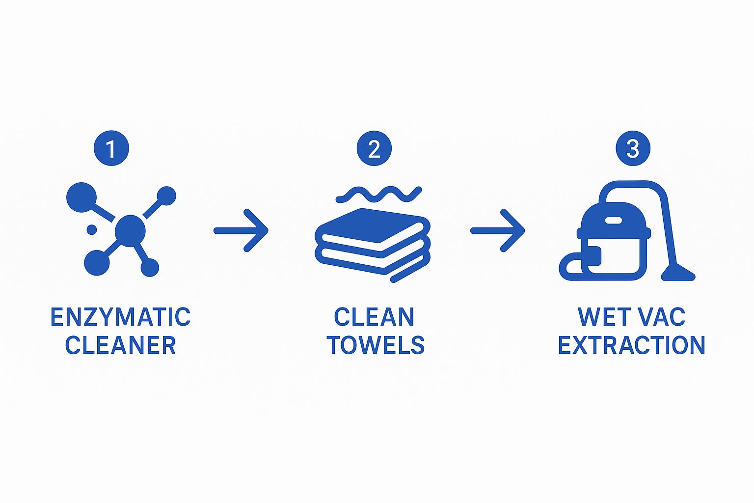Infographic about cleaning carpet from cat urine