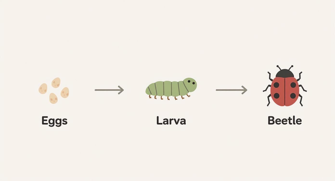 Infographic about how to prevent carpet beetles