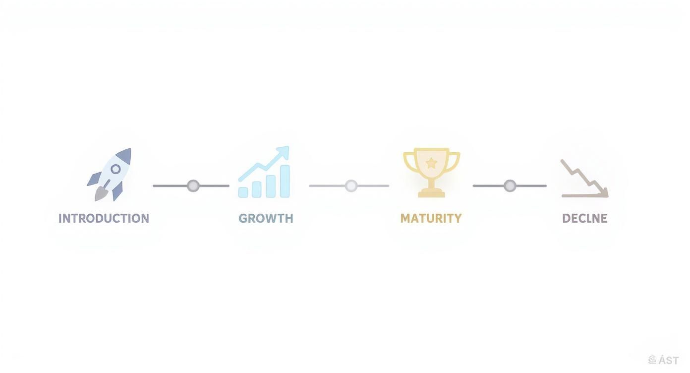 Infographic about 4 stages of the product life cycle