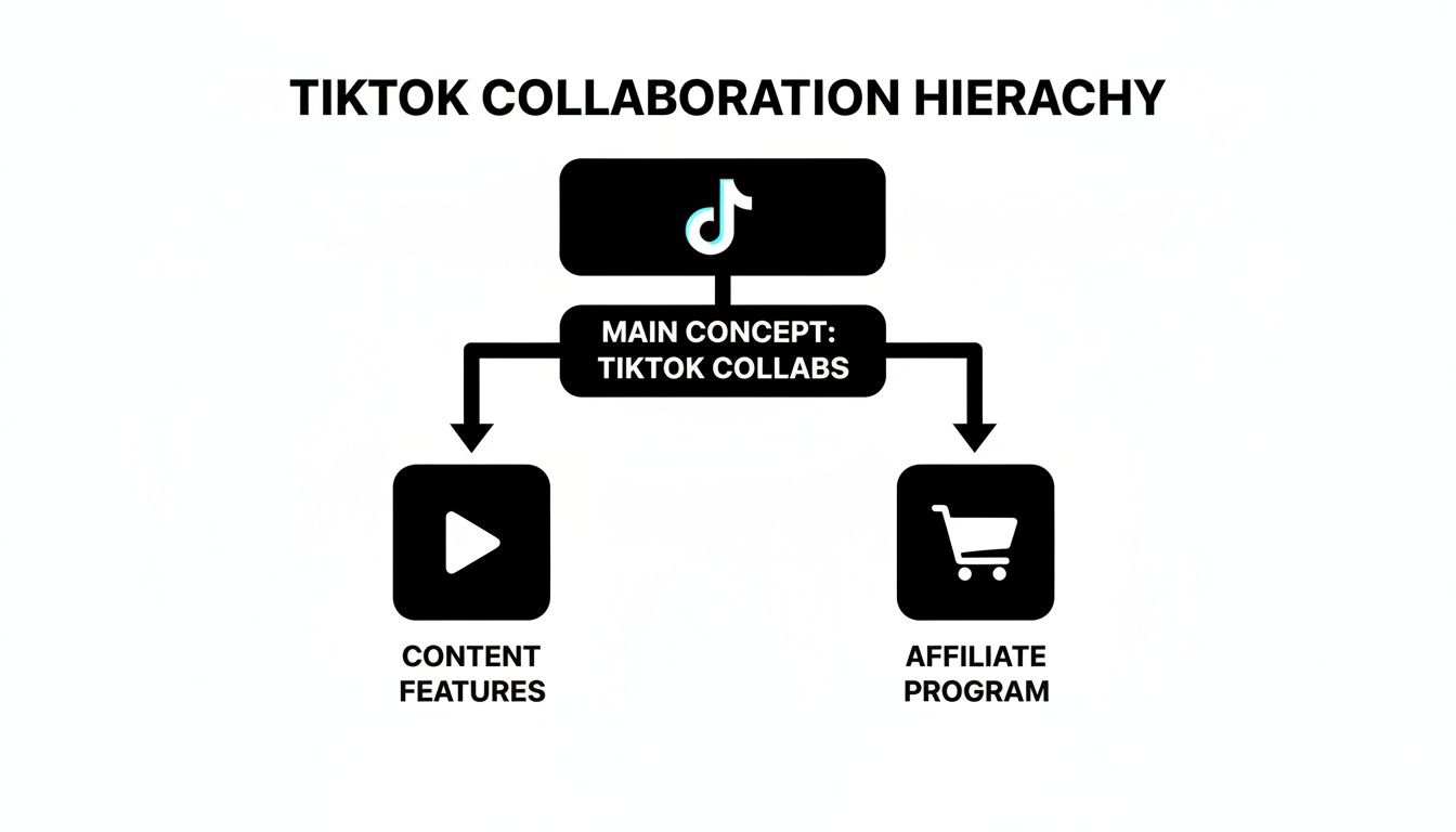 Hierarchy chart illustrating TikTok collaborations, detailing content features and affiliate program opportunities.