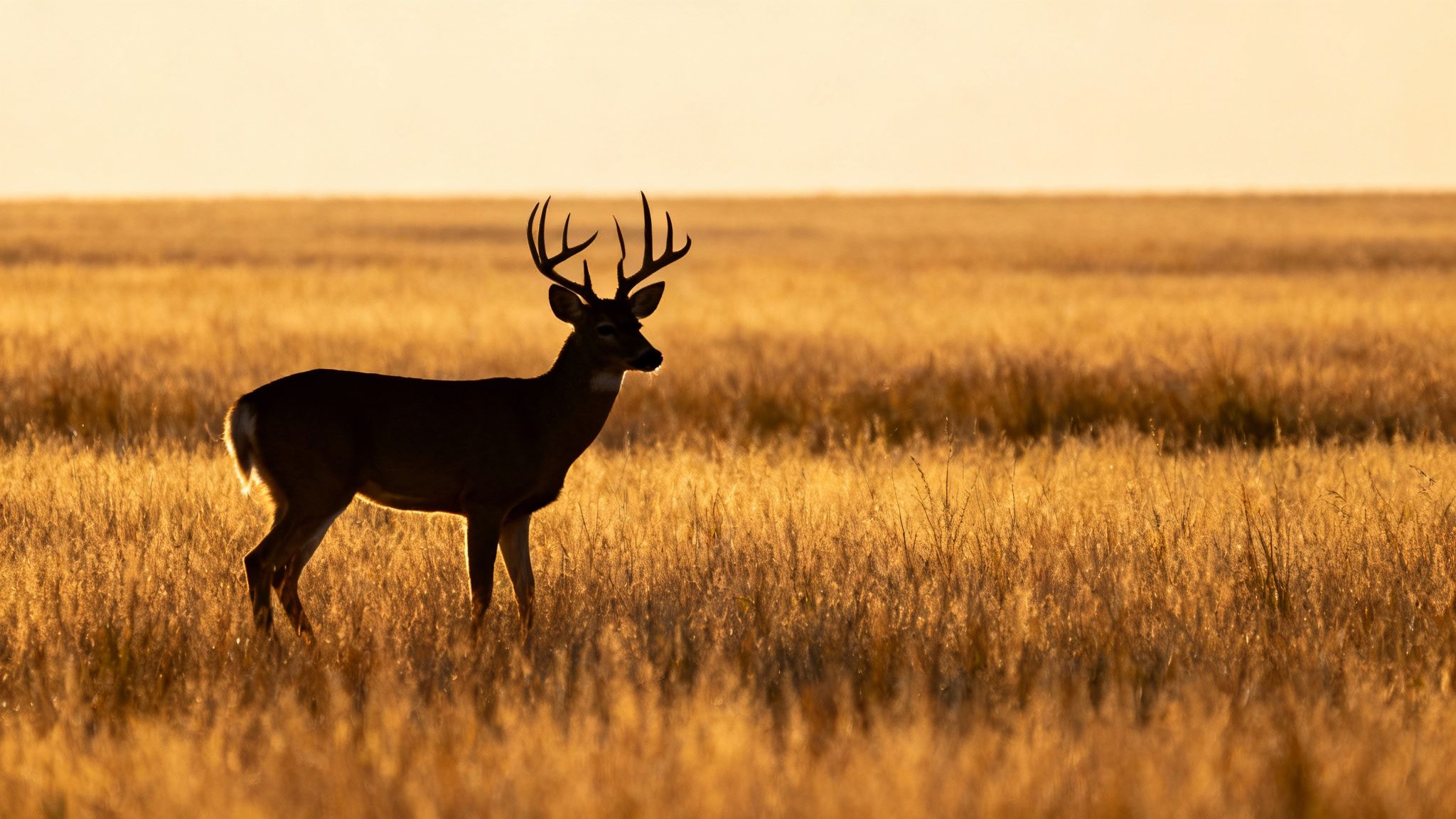 A majestic whitetail deer buck with antlers silhouetted against a vibrant golden field at dusk.