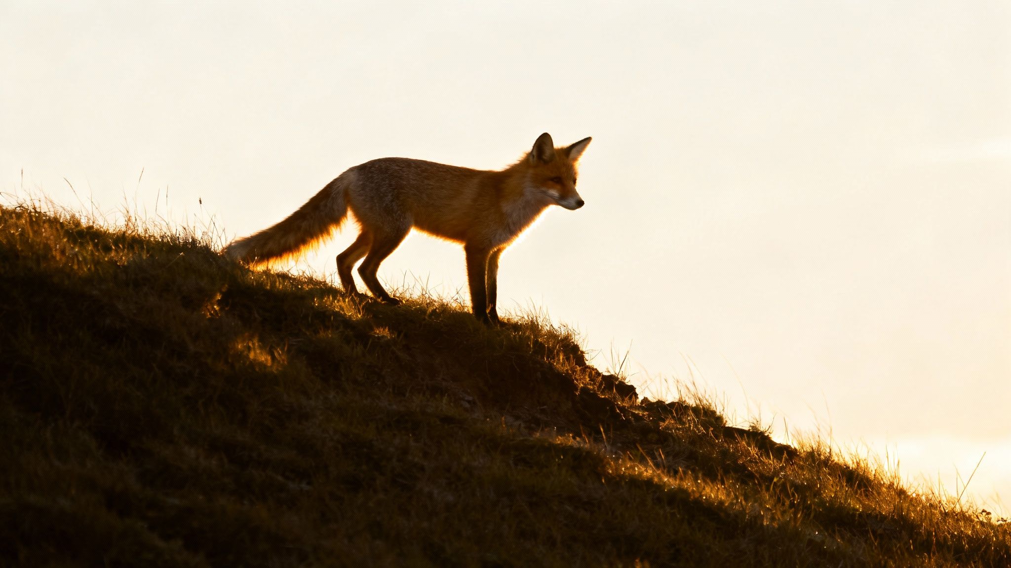 Understand Lighting and Golden Hour Photography