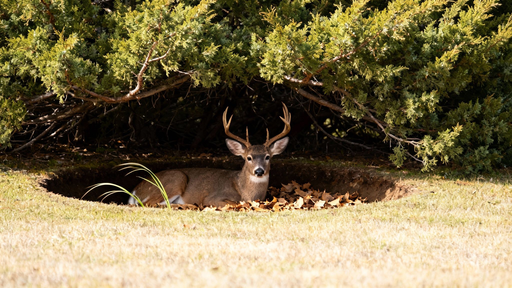 A majestic male deer with antlers rests peacefully in a bed of leaves under a green bush.