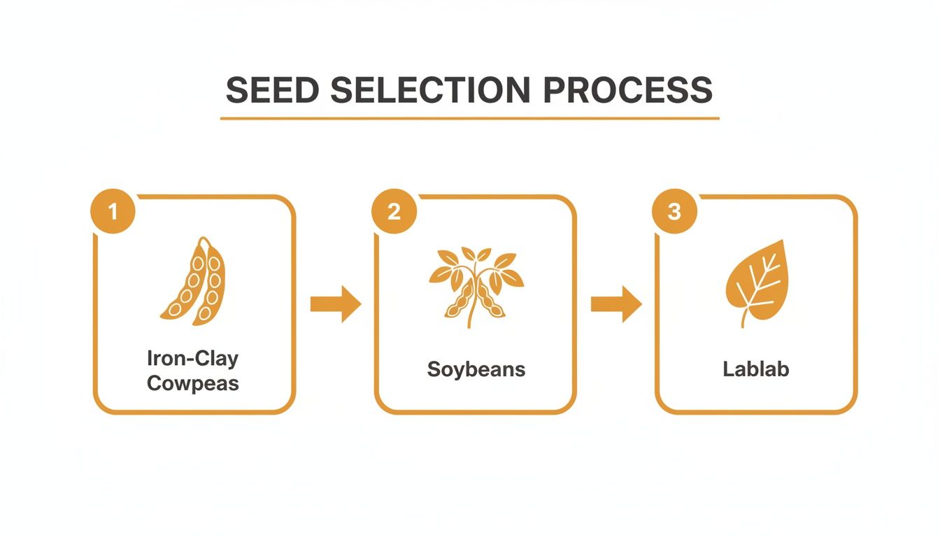 A diagram illustrating the seed selection process with three steps: iron-clay cowpeas, soybeans, and lablab.