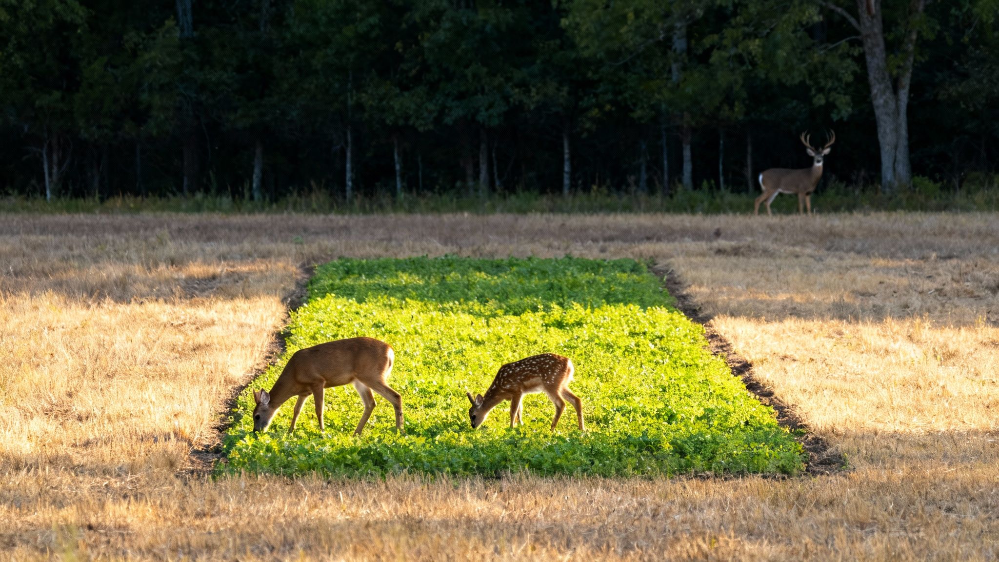 A doe and fawn graze on a bright green food plot, with a buck visible near the treeline.