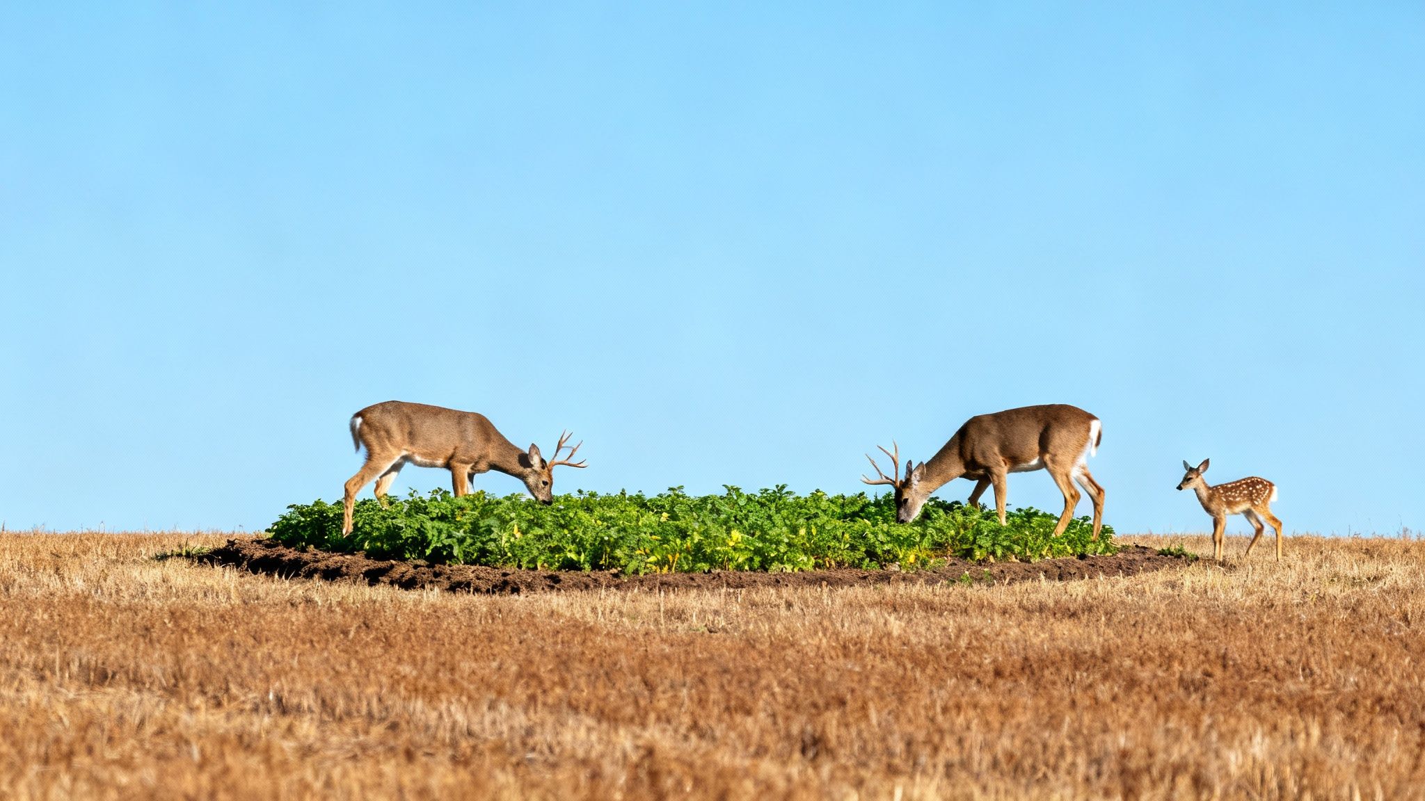 Two bucks with antlers and a spotted fawn graze on a green food plot in a golden field.