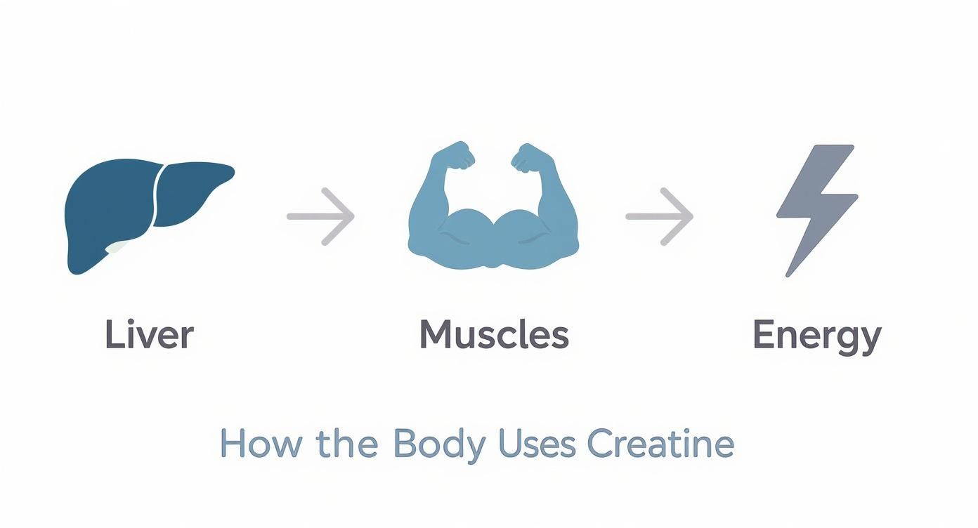 Infographic about what does creatine do