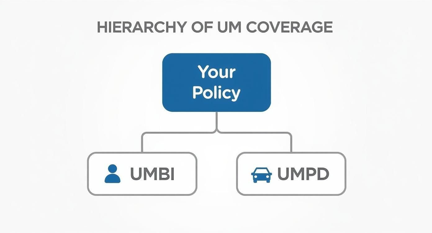 Infographic about what is uninsured motorist coverage