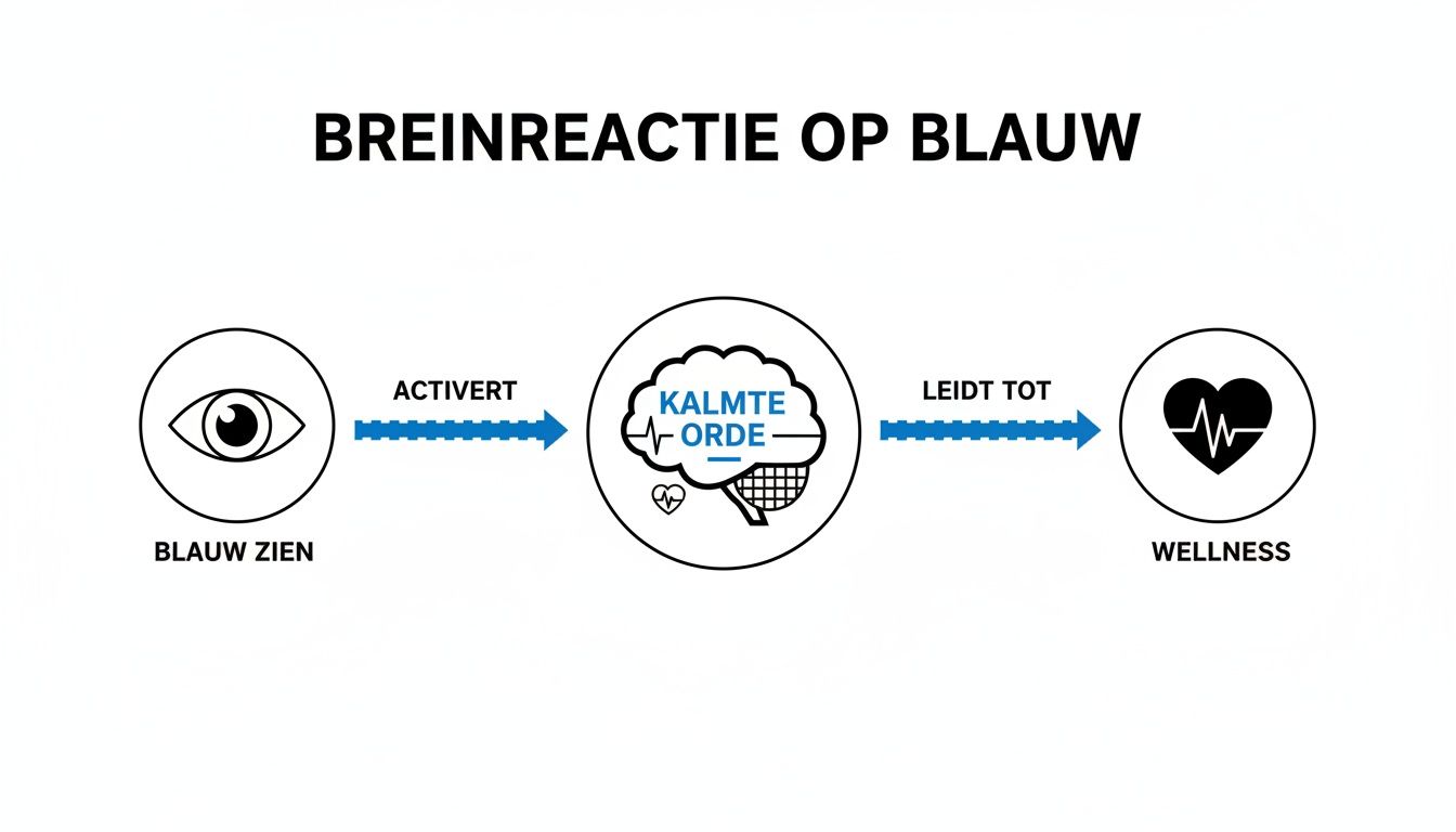 Infographic toont de hersenreactie op het zien van blauw, leidend tot kalmte en welzijn.