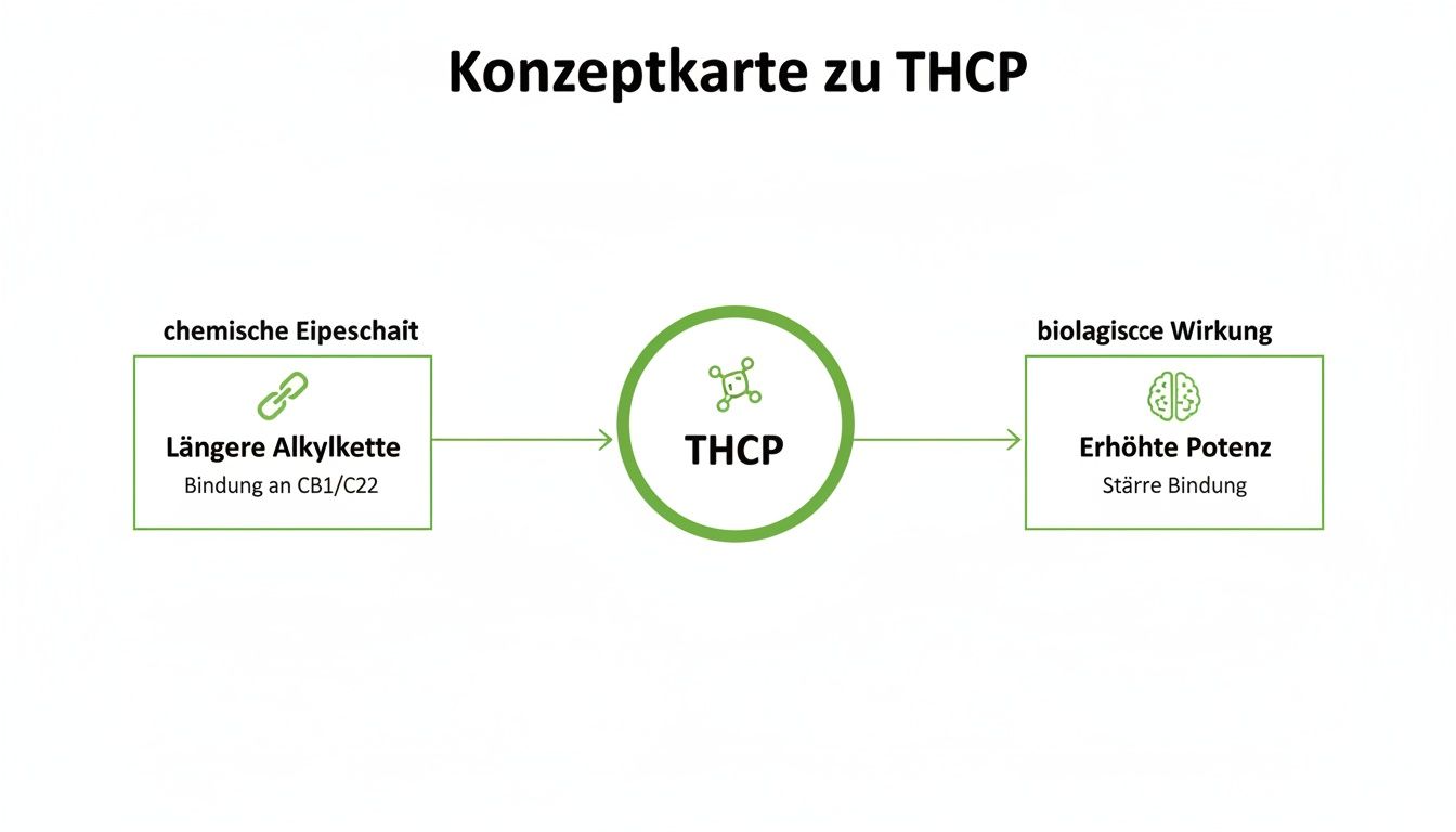 Konzeptkarte zu THCP, die seine chemischen Eigenschaften wie längere Alkylkette und die biologische Wirkung erhöhte Potenz darstellt.