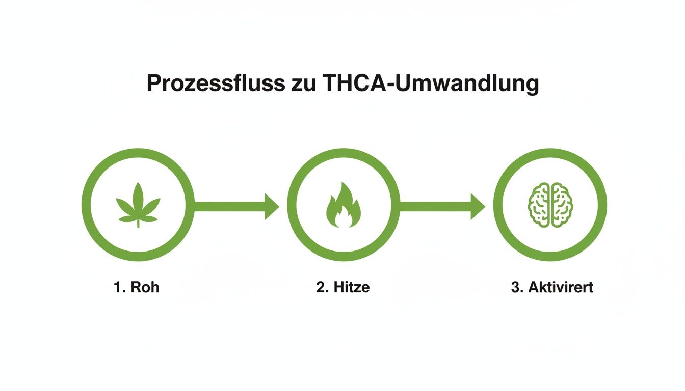 Flussdiagramm der THCA-Umwandlung: Cannabis wird von roh über Hitze aktiviert, dargestellt mit Blatt, Flamme und Gehirn.