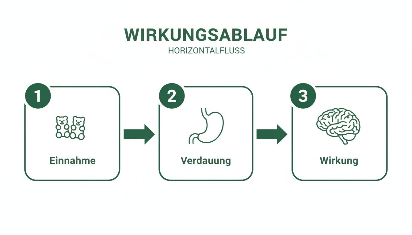 Infografik zum Wirkungsablauf von Gummibärchen: Einnahme, Verdauung im Magen, gefolgt von der Wirkung im Gehirn.