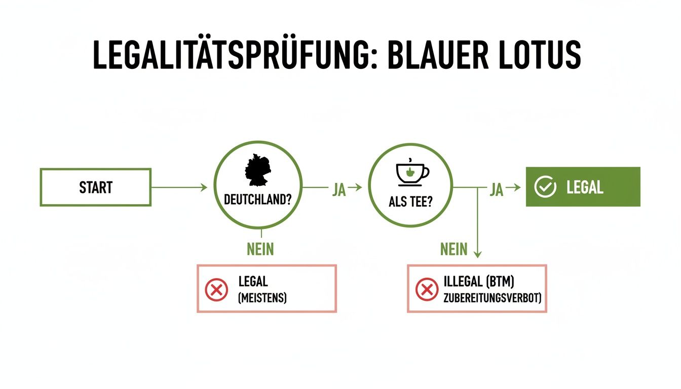 Flussdiagramm zur Legalitätsprüfung von Blauem Lotus in Deutschland, differenziert nach Teezubereitung.