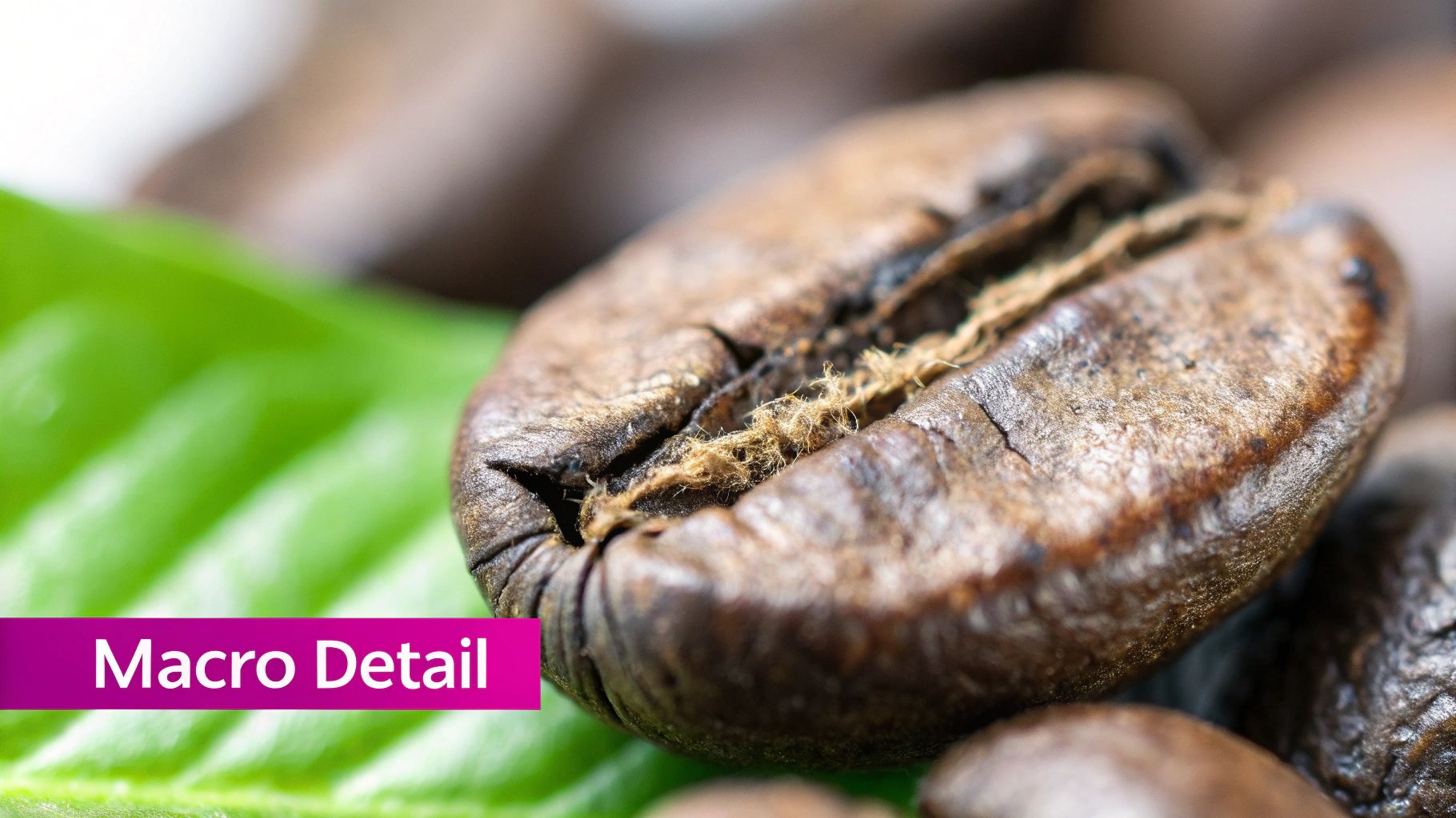 Macro Photography with Unconventional Subjects