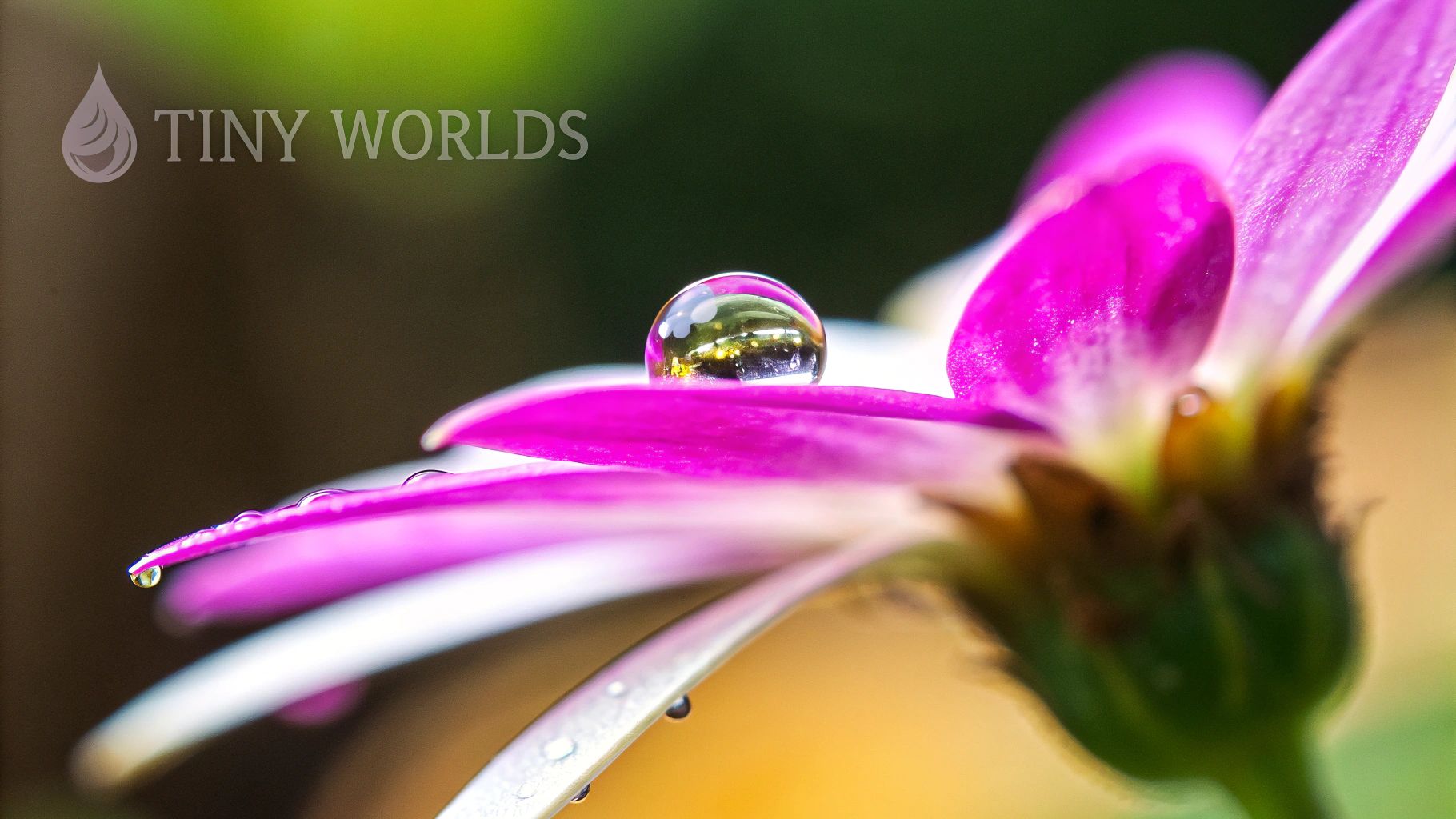 Macro and Close-Up Photography