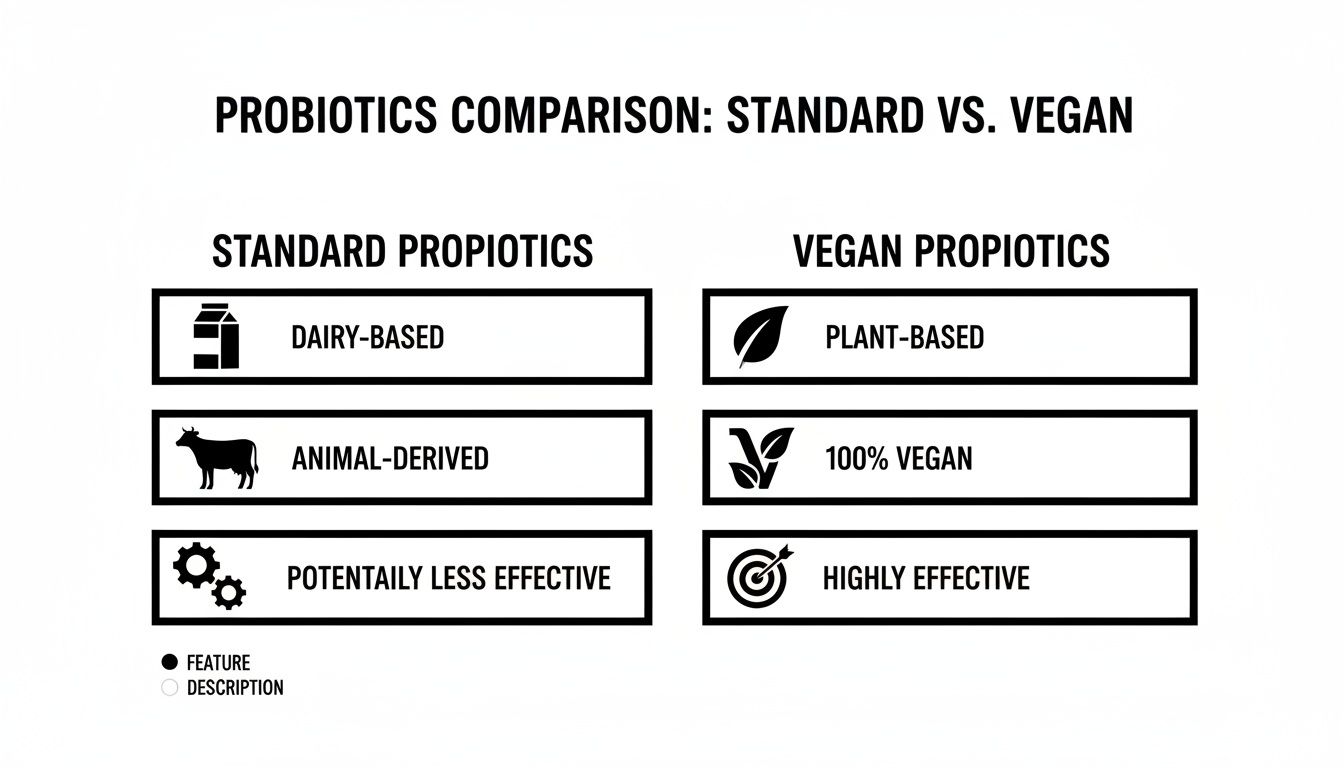 A comparison chart detailing the differences between standard and vegan probiotics, highlighting their features.