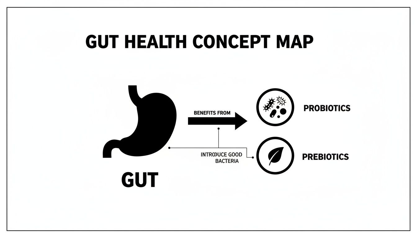 A concept map showing how gut health benefits from probiotics and prebiotics, which introduce good bacteria.