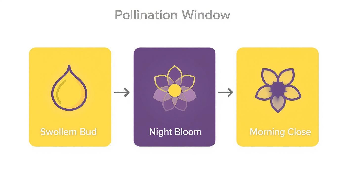 Infographic about how to pollinate dragon fruit