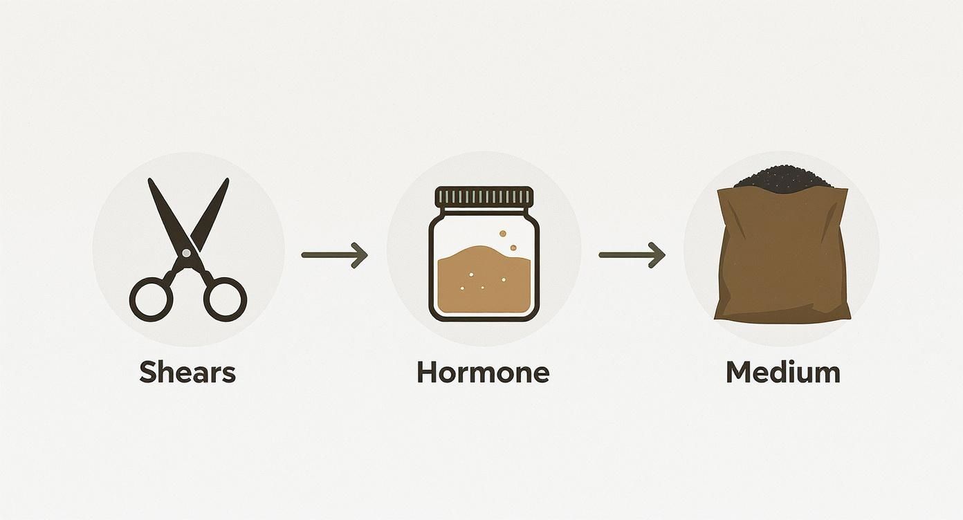 Infographic about how to propagate blueberries