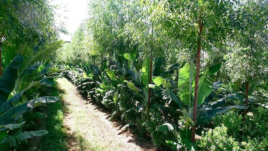 Agroforestry: Your Guide to a Backyard Food Forest