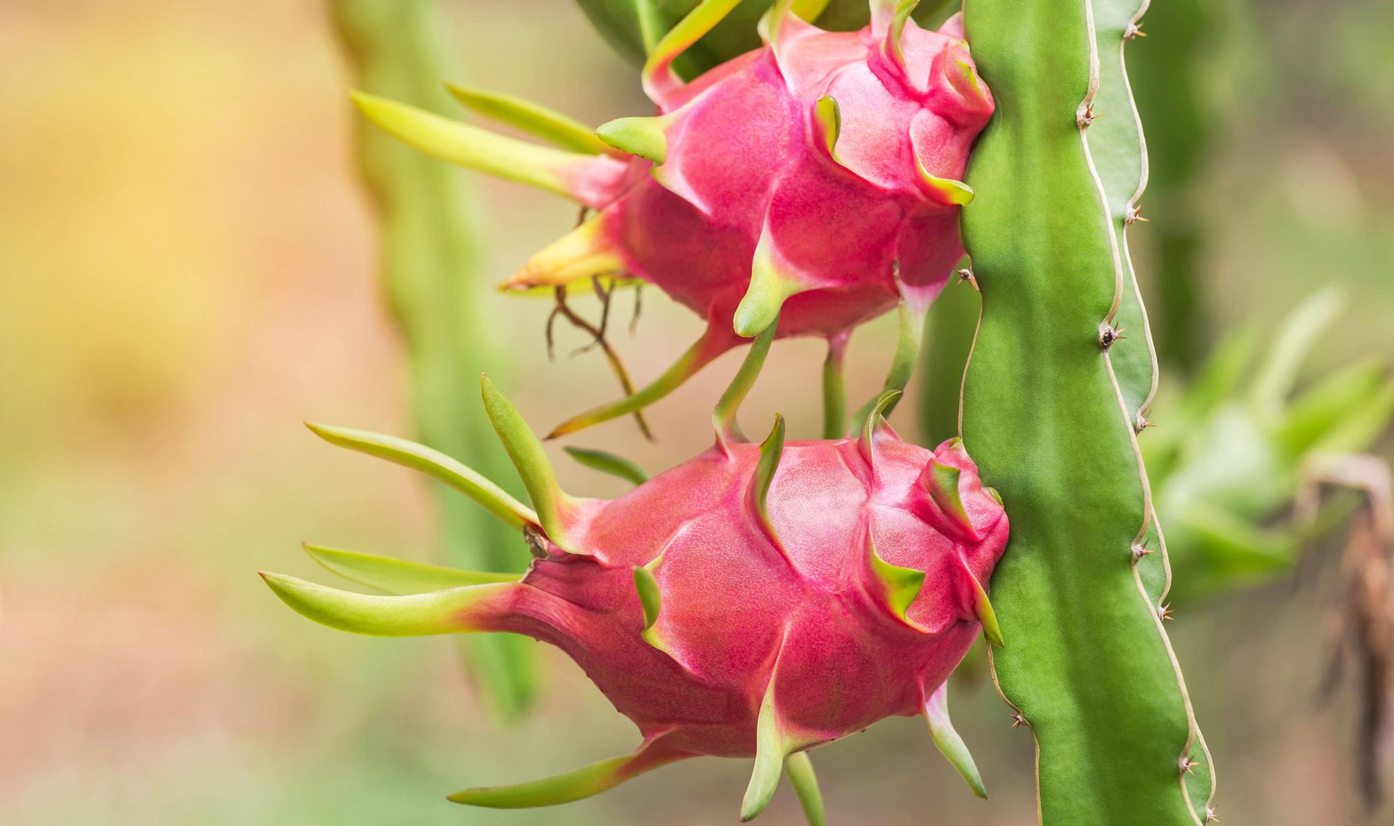 A Beginner's Guide on How to Grow Dragon Fruit at Home